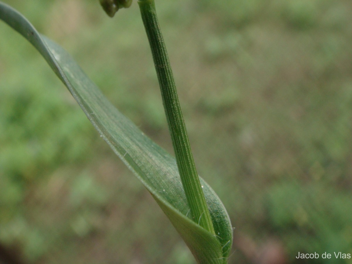 Murdannia nudiflora (L.) Brenan